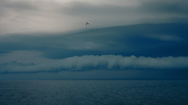 bird flying by stormy seas