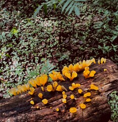 autumn leaves on the ground