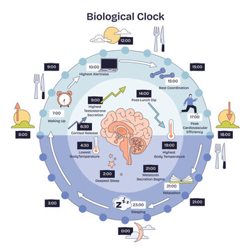 Biological clock circadian rhythm visualizes daily body cycles, brain, clock, timeline highlight sleep, alertness, temperature changes. Doodle style diagram