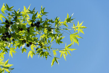 Bright green leaves of sweet gum (Liquidambar styraciflua) basking in sun against cloudless blue sky. Close-up. Selective focus. Concept of nature for design