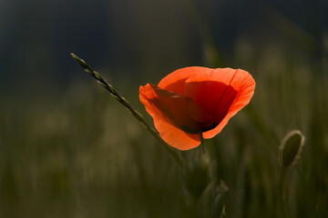 Field Poppy &ndash; A red poppy captured at golden hour with soft evening light.