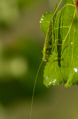 Great Green Bush-Cricket &ndash; A Tettigonia viridissima perched in its natural habitat, shown with vivid detail.