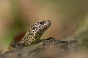 Viviparous Lizard – Portrait of a viviparous lizard resting on a forest root, showing natural texture and coloration.