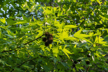 Bright green leaves of the sweet gum (Liquidambar styraciflua) glow in sun against blurred background of garden greenery. Close-up. Selective focus. Nature concept for design.
