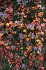Red ivy leaves on a stone wall. Autumn background.