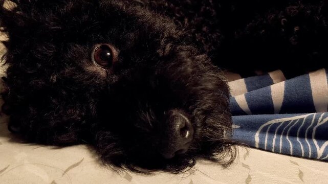 Close-up of a black curly-haired dog peacefully sleeping on a patterned bed with a cozy blue leaf blanket. Soft lighting and textures create a warm, tranquil atmosphere.