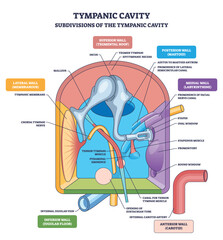Naklejka premium Tympanic cavity diagram showing middle ear anatomy with ossicles-malleus, incus, stapes-summarizing wall subdivisions and sound conduction. Outline diagram