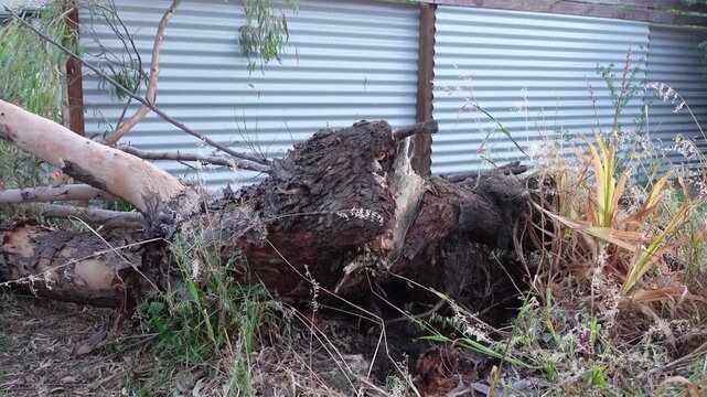 Fallen tree has broken a fence due to storm damage or caused by heat, dehydration, dead or damaged limbs, termite infestations, image was taken at Victoria, Australia