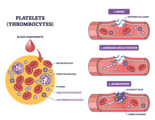 Platelets thrombocytes visual shows vessel injury, adhesion and aggregation forming a platelet plug, key objects, platelets, red blood cells, fibrin strands. Outline diagram