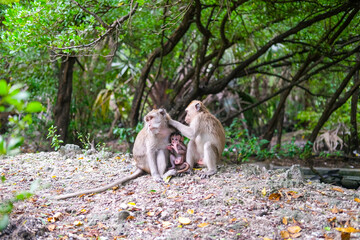 Monkey family rests on the forest floor as an adult grooms another, while a tiny infant clings closely in Baluran National Park’s lush, shaded habitat. © Fani