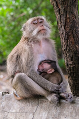 Mother monkey sits peacefully on a rock, cradling and nursing her tiny baby against her chest in a serene forest setting filled with soft green foliage.