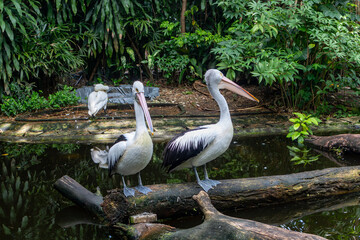 Australian Pelican or Pelecanus conspicillatus, Undan Kacamata, big bird with the longest beak