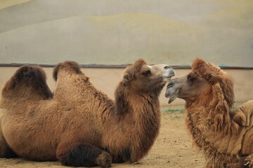A group of calm royal looking camels relaxing in the sand, showcasing their distinctive humps and gentle expressions.