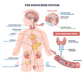 Endocrine system brief diagram maps hormone flow across key glands pituitary, thyroid, and pancreas showing secretion into blood vessels for body regulation. Outline diagram © VectorMine