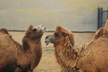 Perfect for wildlife photography, zoo themed content, animal behavior studies, and travel related visuals.