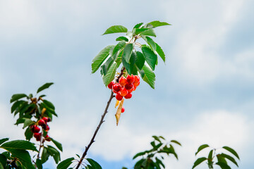 Red cherry branches just beginning to ripen from the garden