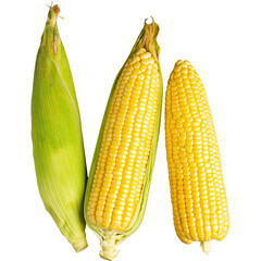 Three ears of fresh yellow corn on a white background
