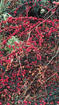 Vibrant red berries on a colorful autumn branch with mixed foliage in red, orange, and green hues. A rich seasonal texture perfect for nature and garden themes.
