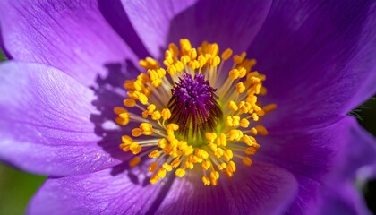 Extreme close-up of a purple flower with vibrant yellow stamens and a textured, deep purple center