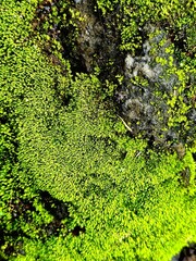green moss background