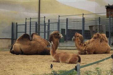 Beautiful camels with friendly expressions enjoying a peaceful moment in sandy surroundings.