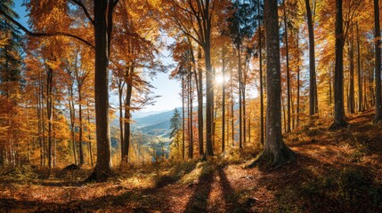Obraz premium Sunlit fall landscape with trees, leaves, and a quiet forest path