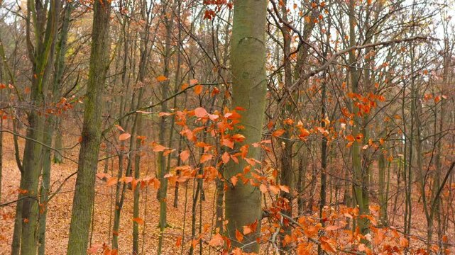 Beech forest at the end of October. Colorful harmony of nature in autumn.