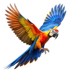 Fototapeta premium Colorful scarlet macaw parrot in flight with spread wings