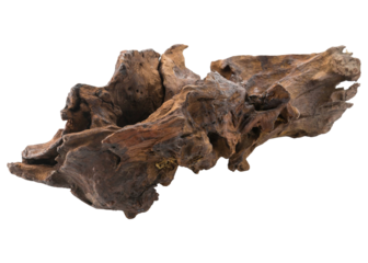 Ancient fossilized bone fragment with intricate texture and detail isolated on white