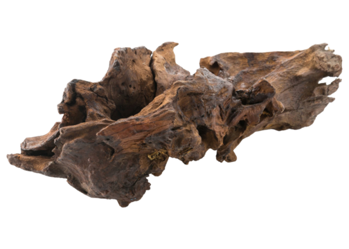 Ancient fossilized bone fragment with intricate texture and detail isolated on white