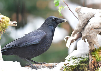 Obraz premium Krähe auf Wurzel