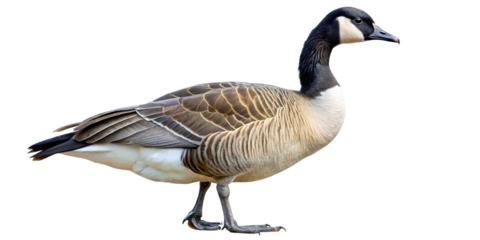Canada goose walking side profile on a transparent background