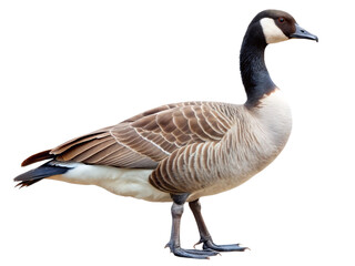 Majestic canada goose bird standing, profile view, wildlife