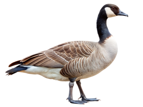 Majestic canada goose bird standing, profile view, wildlife