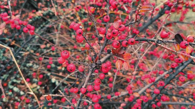 Vibrant red berries on a colorful autumn branch with mixed foliage in red, orange, and green hues. A rich seasonal texture perfect for nature and garden themes.
