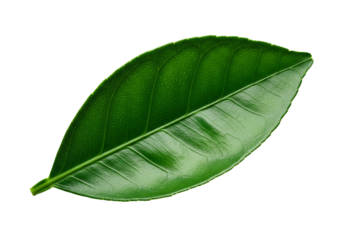 Vibrant green leaf showcasing natural textures and intricate veins, ideal for nature-themed designs and organic product promotions with a focus on freshness
