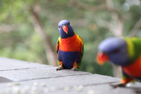 red and green parrot - Powered by Adobe