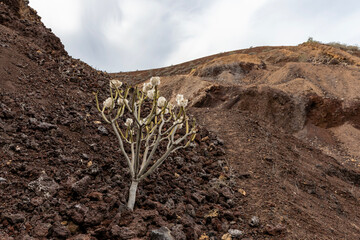 A cactus growing on the slope of Mount Chayofita, an ancient extinct volcano. Tenerife, Los Cristianos, Canary Islands