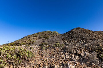 Cacti and succulents on Mount Guaza. Tenerife, Los Cristianos, Canary Islands.