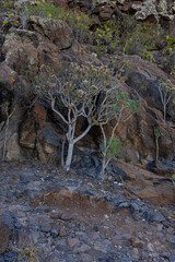 Cacti on the Roque del Conde plateau. Tenerife, Canary Islands.