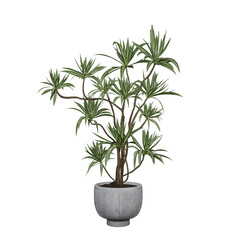 Variegated Dracaena plant in a fluted concrete planter, perfect for interior decor concepts and promoting wellbeing and natural aesthetics in home and office environments.
