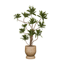 Potted green plant with textured pot featuring broad leaves and branching stems, ideal for home decor and botanical themes in various media applications.