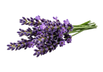 Freshly cut lavender bouquet, a fragrant touch of nature, perfect for spa products, aromatherapy, or calming herbal tea blends creating serene wellness themes