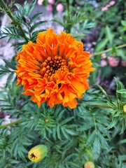 orange marigold flower
