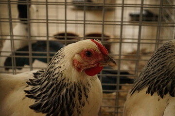 Sales exhibition of rabbits, pigeons and poultry in the suburbs.