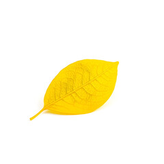 A single, delicate, bright yellow leaf with intricate veins and a slightly curled edge is placed on a pristine white background