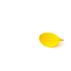 A single, delicate, bright yellow leaf with intricate veins and a slightly curled edge is placed on a pristine white background