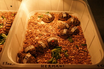 Fauna markets where all the exotics animal from whole world are on sale.