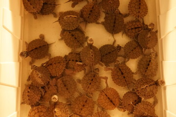 Fauna markets where all the exotics animal from whole world are on sale.