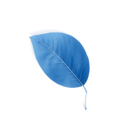 A solitary blue leaf with delicate veins and a gentle curved shape is placed on a pristine white background